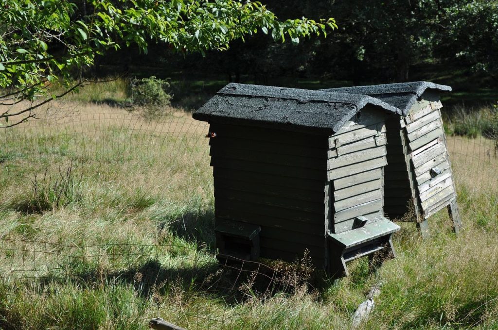 Bloeiende mellifère planten in een jardin favorable aux abeilles met variëteit in kleuren en structuren